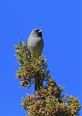 Black-chinned Sparrow